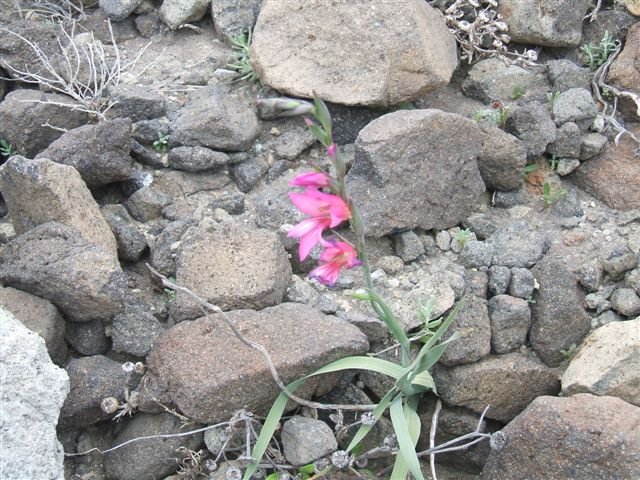 dscf3724.jpg